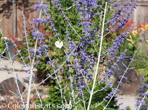 Russian Sage with Butterfly, August 2021 © Colehauscats.com