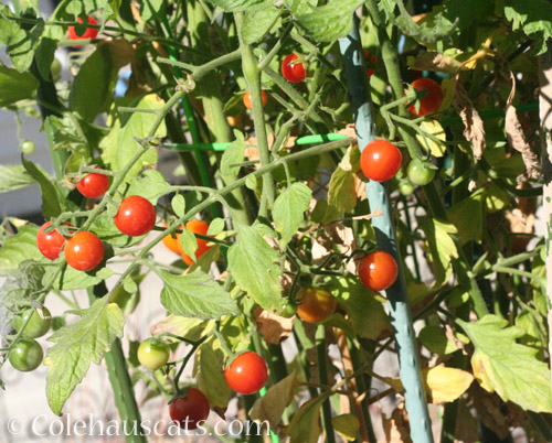 Cherry tomatoes, August 2021 © Colehauscats.com