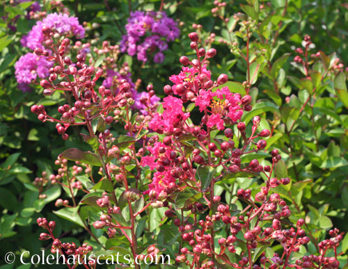 Dwarf Crepe Myrtle, August 2021 © Colehauscats.com