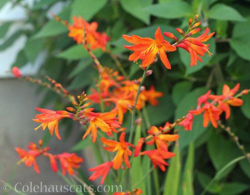 Crocosmia, August 2021 © Colehauscats.com