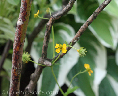 Unwanted Marsh Marigold, August 2021 © Colehauscats.com