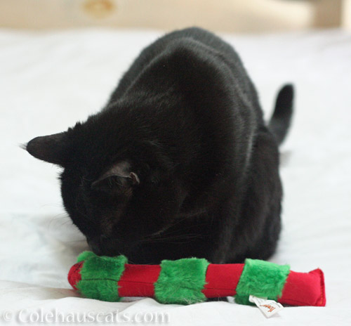 Olivia and the Yeowww toy © Colehauscats.com