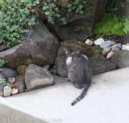 P likes the small watering holes © Colehauscats.com