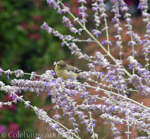 Sage-loving bird © Colehauscats.com