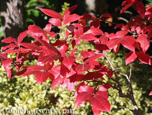 Blueberry Bush, 2021 © Colehauscats.com