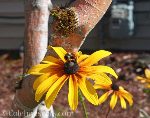 Bumblebee Flower, 2021 © Colehauscats.com