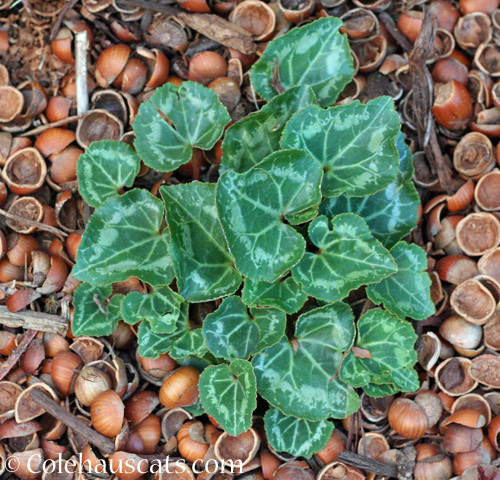 Mom's Cyclamen, 2021 © Colehauscats.com