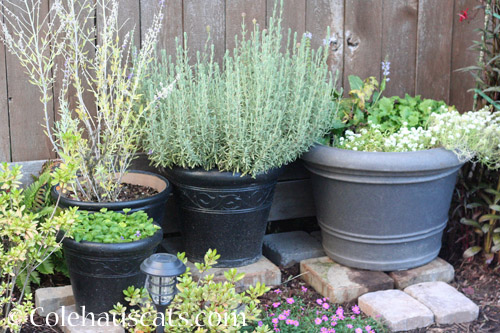 Pots grouped together for winter, 2021 © Colehauscats.com