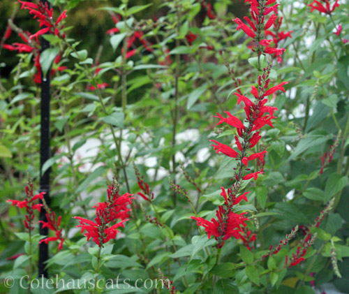 Late-flowering Pineapple Sage, 2021 © Colehauscats.com