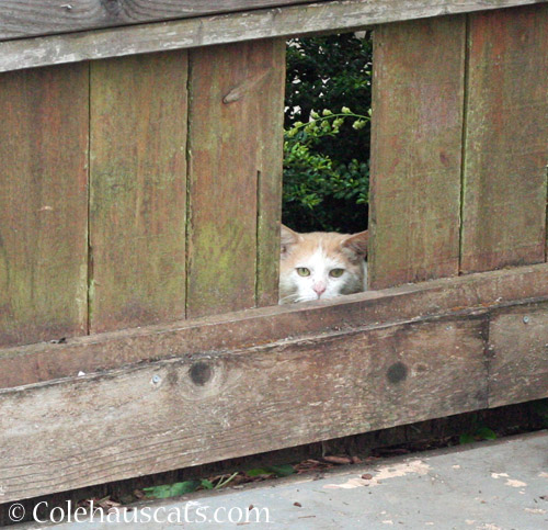 Rusty watches Mom, 2021 © Colehauscats.com