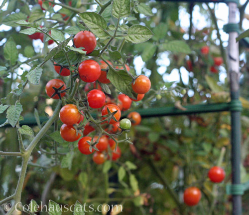 Last tomatoes, 2021 © Colehauscats.com