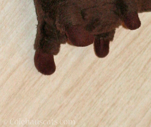 Some brown mousie toes © Colehauscats.com