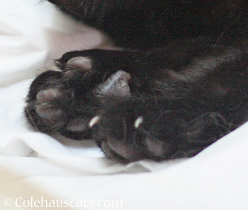 Some black toes © Colehauscats.com