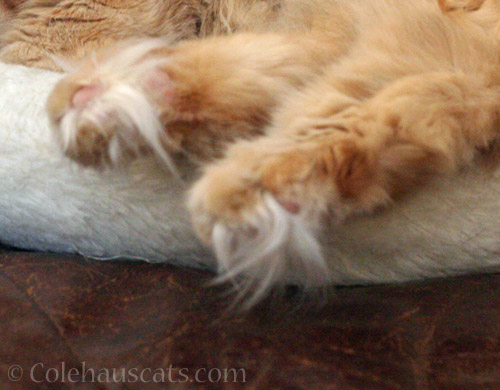 Some floofy toes © Colehauscats.com