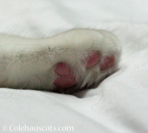 Some very pink toes © Colehauscats.com