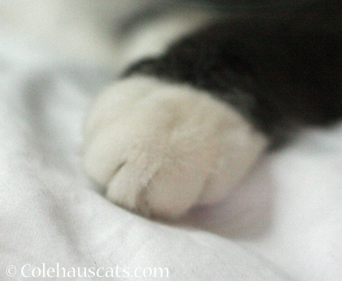 Some tuxie toes © Colehauscats.com