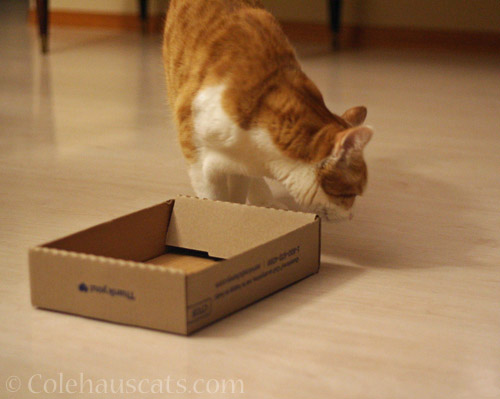 The Lonely Box © Colehauscats.com