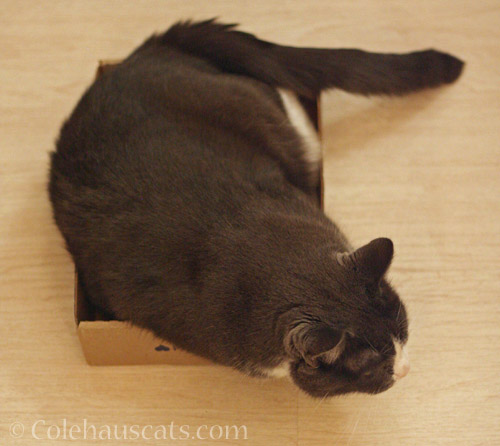 Tessa squeezes into the box © Colehauscats.com