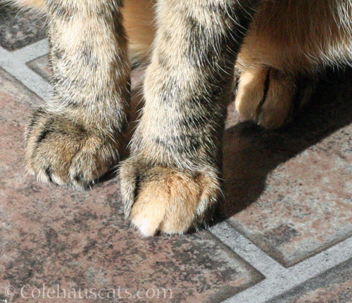 Some Niblet toes © Colehauscats.com