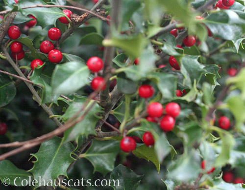 Holly berries, December 2021 © Colehauscats.com