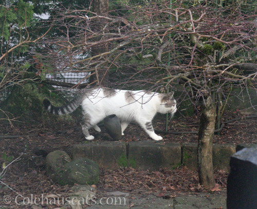 New neighborhood/stray Lloyd © Colehauscats.com