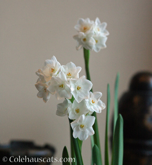 Paperwhites, December 2021 © Colehauscats.com