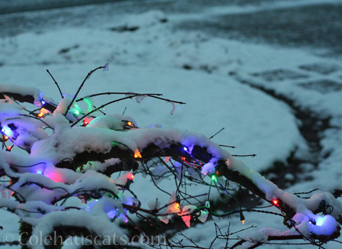 Snowy Christmas lights, 2021 © Colehauscats.com