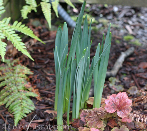 Early Daffodils © Colehauscats.com