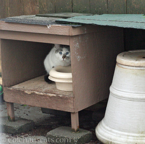 New-ish neighborhood visitor Lloyd, 2/2022 © Colehauscats.com