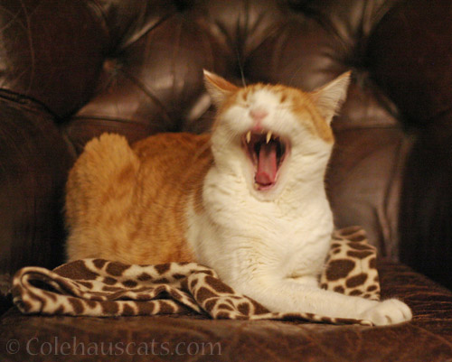 Quint and his singing voice © Colehauscats.com