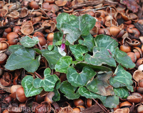 Mom's Cyclamen, 2022 © Colehauscats.com