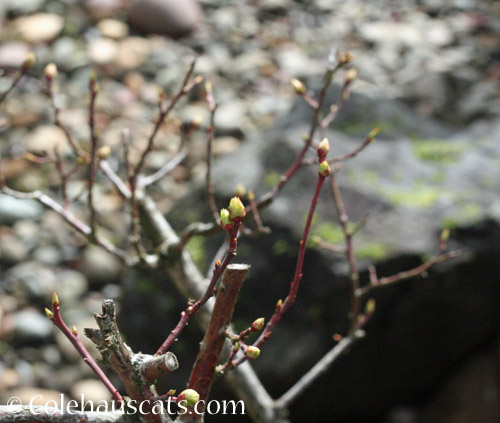 Blueberry bud break, March 2022 © Colehauscats.com