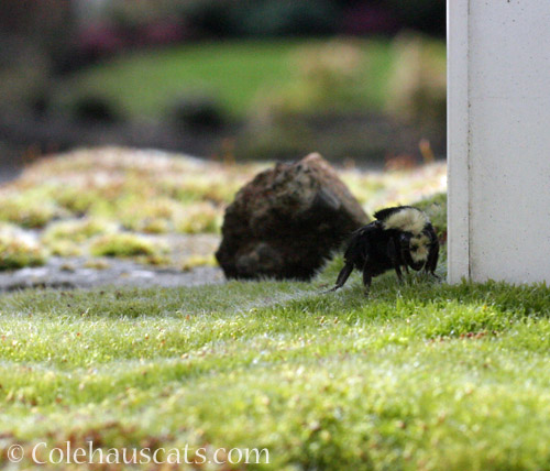 Early Bumblebee visitor, March 2022 © Colehauscats.com