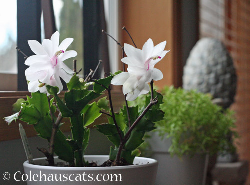 Easter Cactus, March 2022 © Colehauscats.com