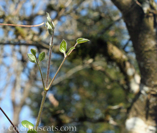 Clematis shoots, March 2022 © Colehauscats.com