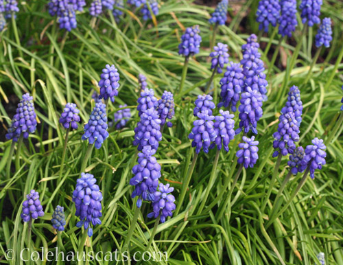 Grape Hyacinths, March 2022 © Colehauscats.com