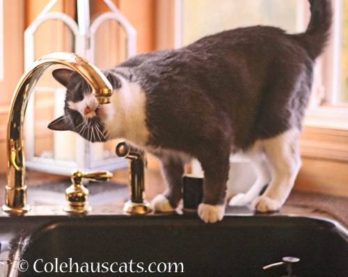 Tessa's personal fountain © Colehauscats.com