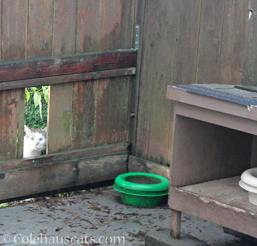 Lloyd peeks in © Colehauscats.com