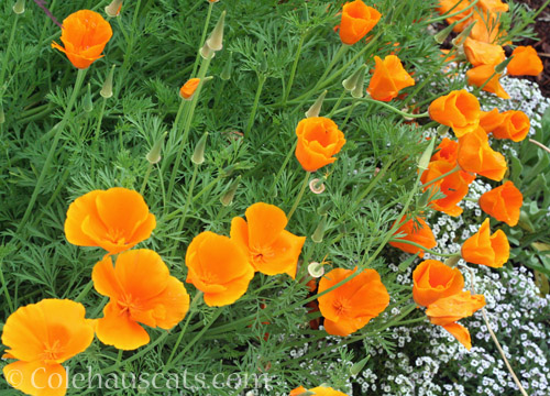 California poppies, June 2022 © Colehauscats.com