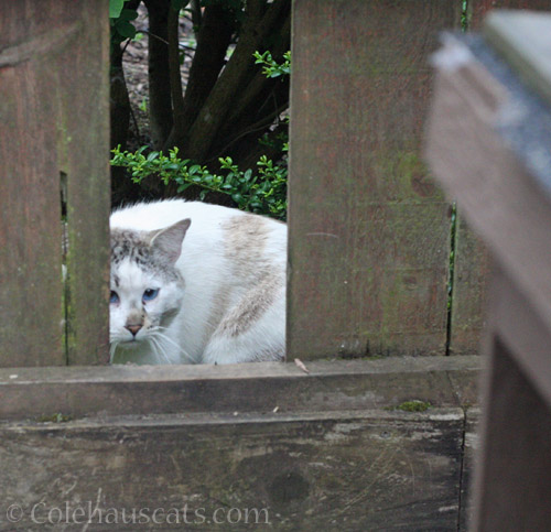 Visiting cat Lloyd © Colehauscats.com