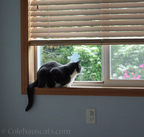 Tessa and window nose prints © Colehauscats.com