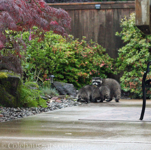 Raccoon baby playtime is over, June 2022 © Colehauscats.com