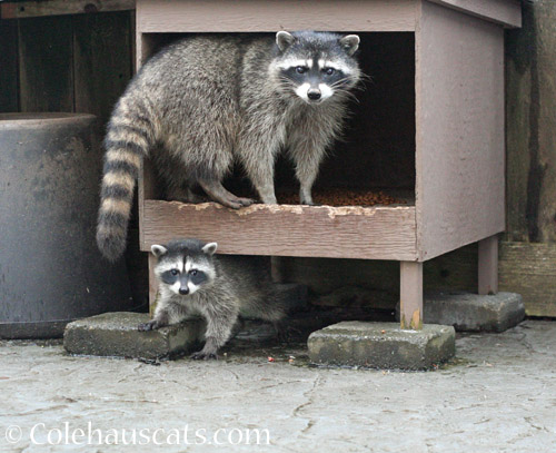 Mama Shaggy and tiny baby, June 2022 © Colehauscats.com