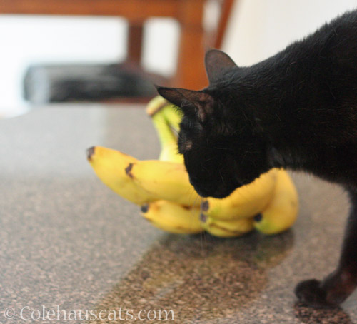 Olivia and bananas © Colehauscats.com