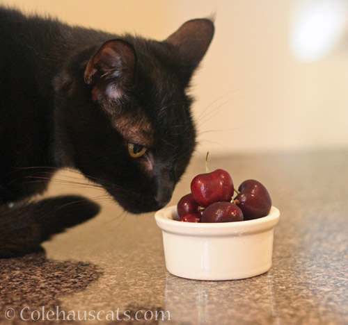 Olivia with favorite cherries © Colehauscats.com