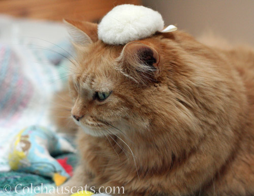 Poof Head © Colehauscats.com