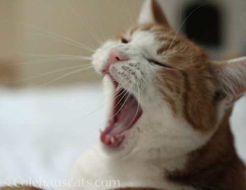 Quint sings © Colehauscats.com