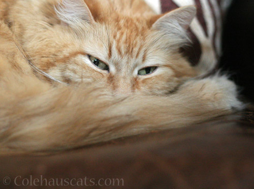 Sleepy Poof © Colehauscats.com