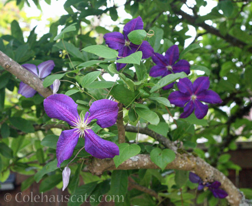 Clematis, 2022 © Colehauscats.com