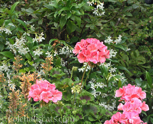 Salmon Pink Geraniums and Star Jasmine, 2022 © Colehauscats.com